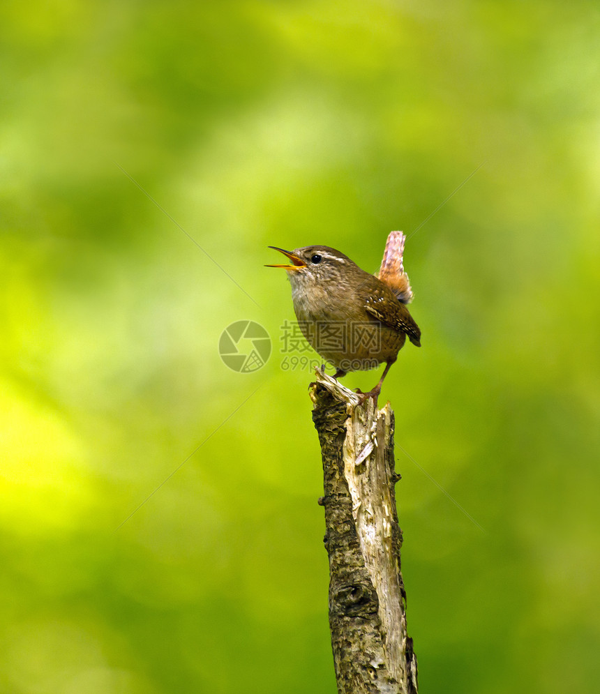 冬季Wren 歌唱图片