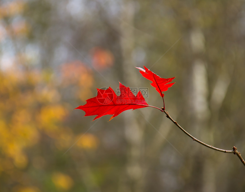 红橡树叶季节红色图片