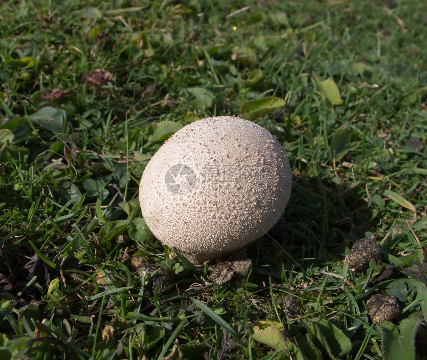 排泡球蘑菇图片