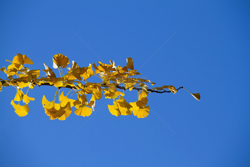 秋天的季节蓝色黄色草本天空康复图片