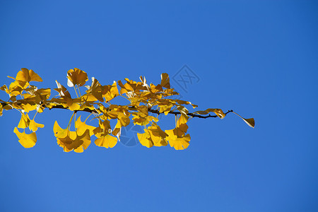 秋天的季节蓝色黄色草本天空康复背景图片