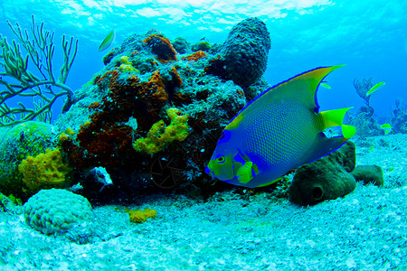 天使鱼荒野珊瑚礁水族馆异国情调神仙鱼海洋珊瑚海绵海洋生物背景图片