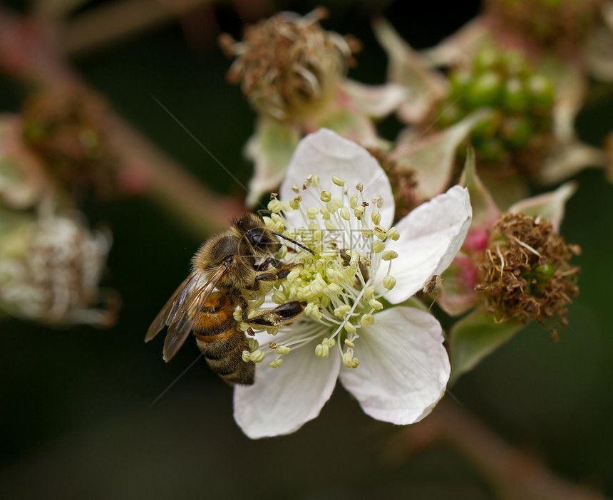 白花蜜蜂翅膀花园荆棘生物蜂蜜昆虫野生动物眼睛荒野花蜜图片