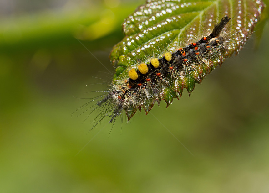 蒸发者 Moth 猫毛虫昆虫狂欢刺激性警告草丛幼虫野生动物荒野蒸发器图片