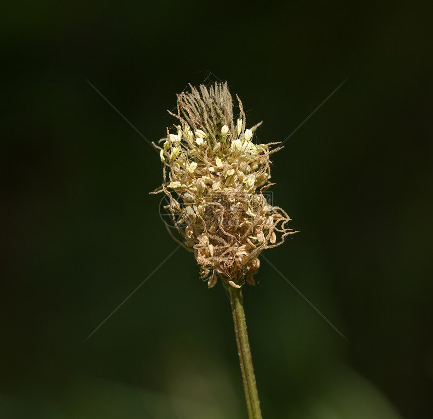 树花花生长宏观种子植物野花荒野季节灯丝图片