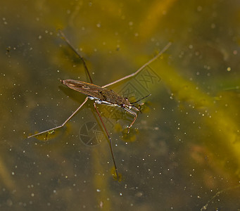 共有池塘昆虫短翅目高清图片