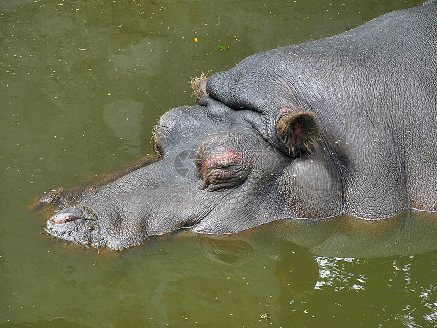 水中的河马动物荒野游泳眼睛水池哺乳动物耳朵动物园动物群灰色图片