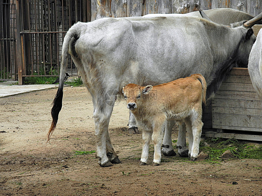 匈牙利小型灰色牛群观察图片