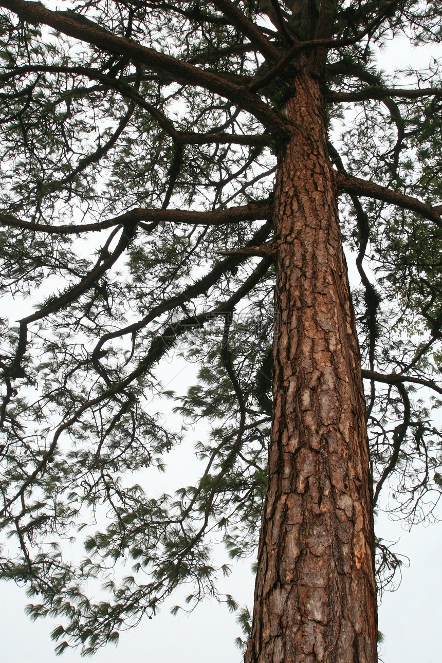 松树树干分岔植物环境平衡材料裂缝棕色森林树木皮肤图片