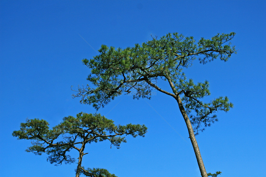 蓝天空的松树游客植物荒野季节公园环境树干射线绿色天空图片