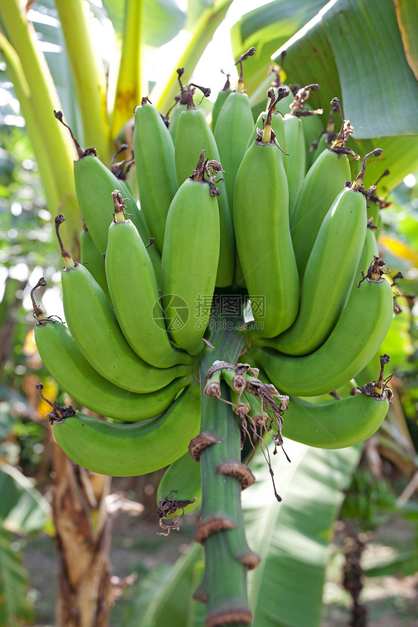 绿香蕉收成花园食物热带叶子植物农场绿色团体生长图片