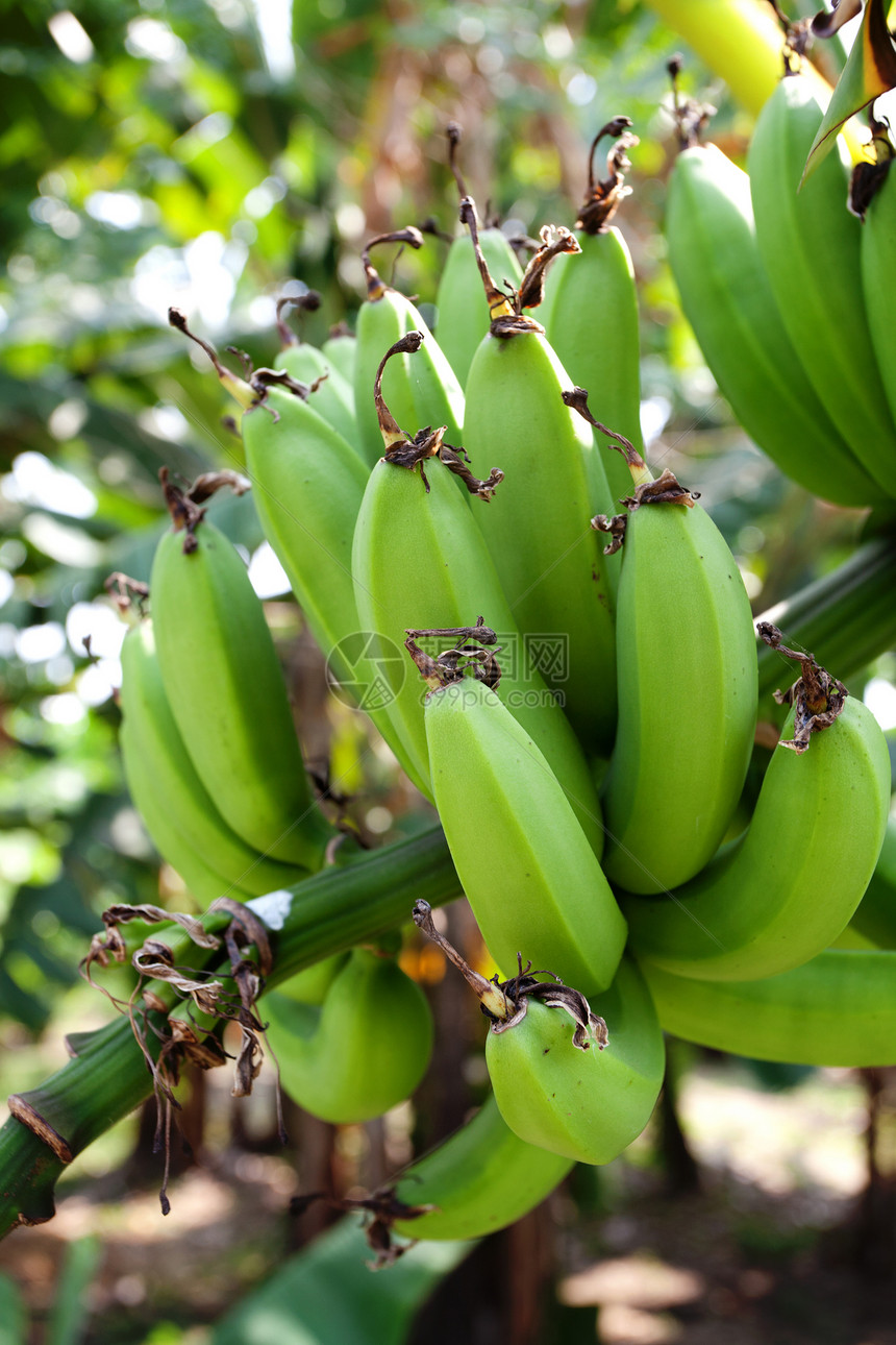 绿香蕉叶子植物生长场地农场花园农业食物团体种植园图片