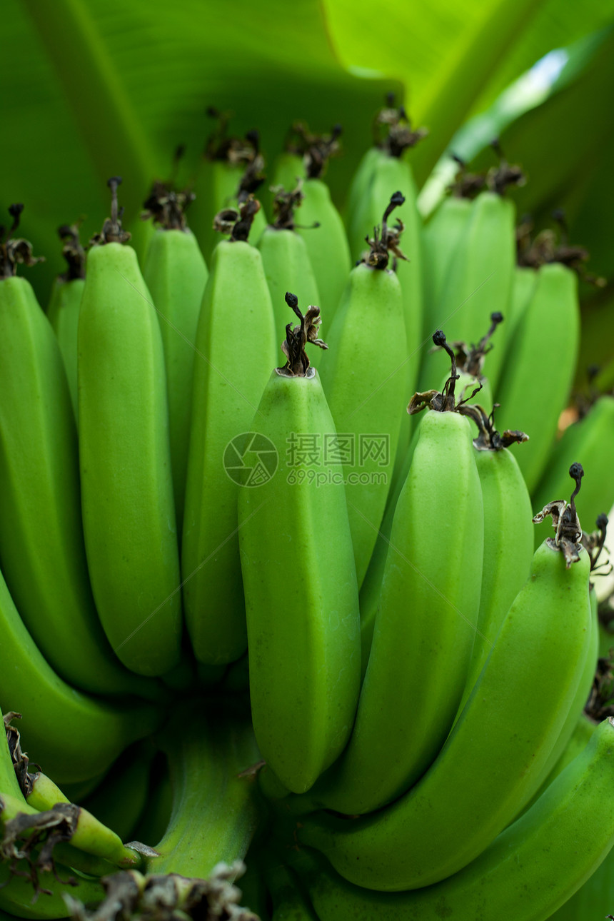 绿香蕉食物叶子绿色生长花园团体收成场地农业种植园图片