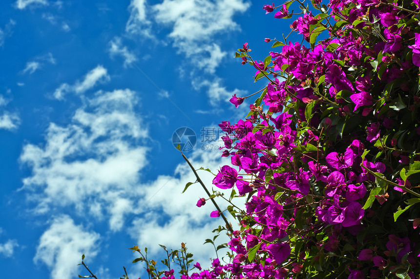 紫花和蓝天空图片