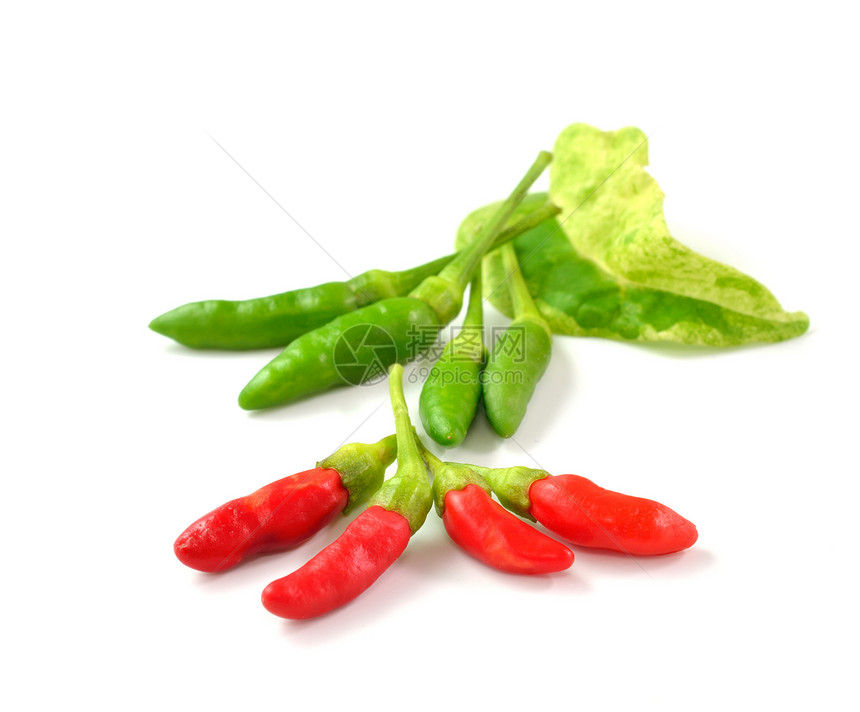 切利胡椒 白纸上孤立美食白色文化植物香肠厨房香料绿色烹饪红色图片