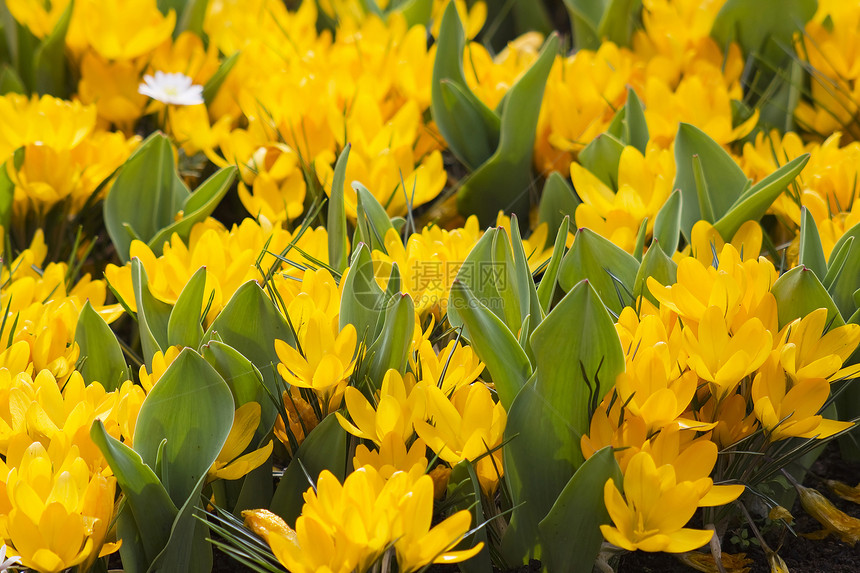 Keukenhof花园的美丽的crocus图片