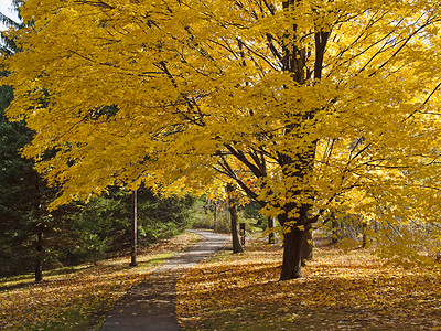 秋色 秋色公园树叶黄色树木车道背景图片