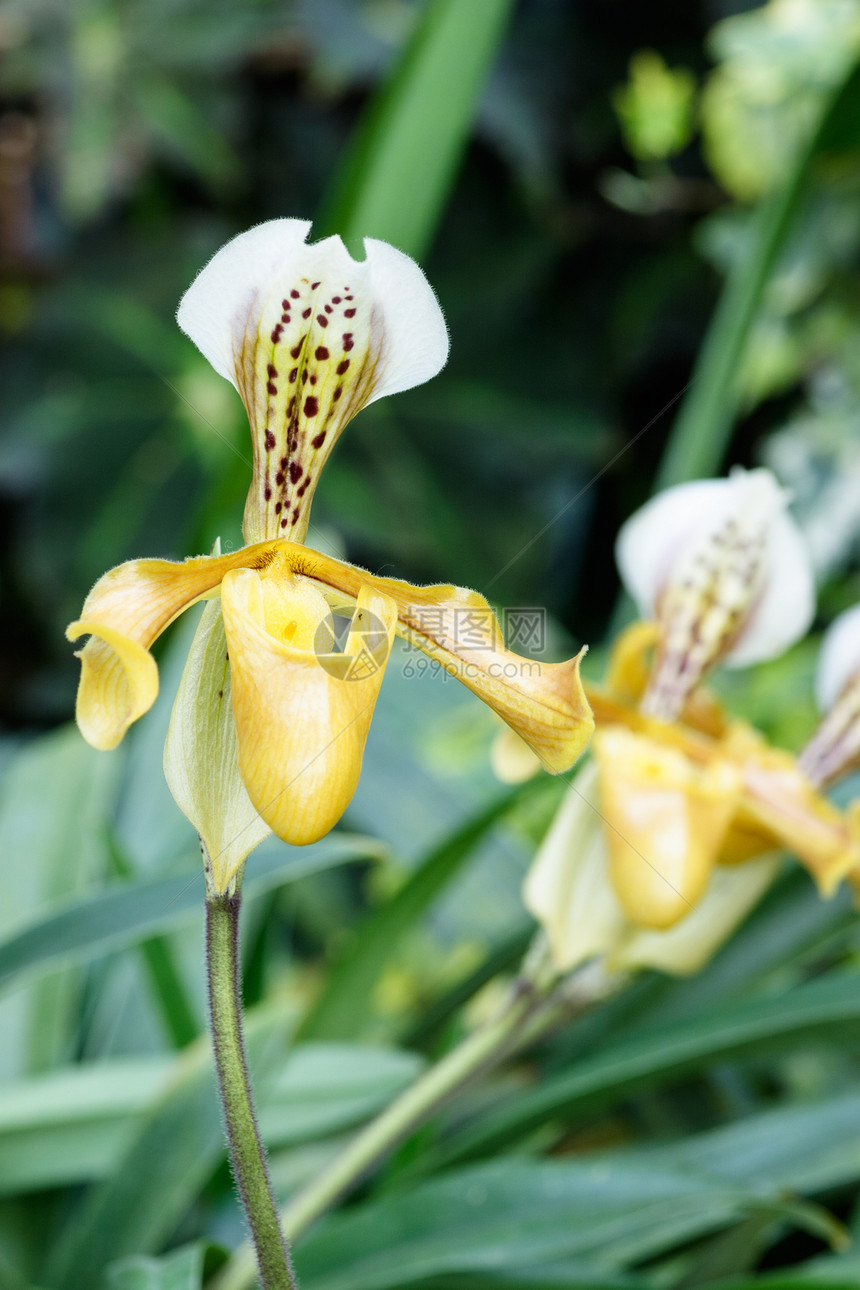 紧贴女士的拖鞋兰花植物植物学热带荒野展示实验室叶子美丽兜兰芦荟图片