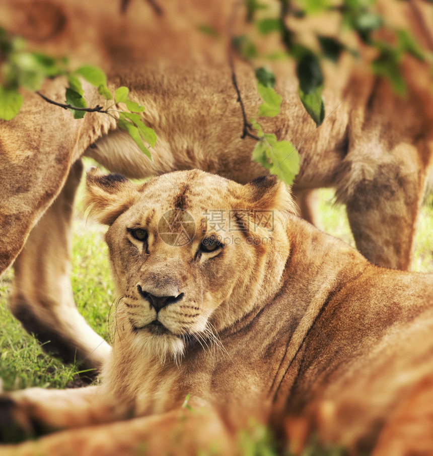 狮子狮座哺乳动物动物园食肉动物群女性大猫捕食者大草原眼睛栖息地图片