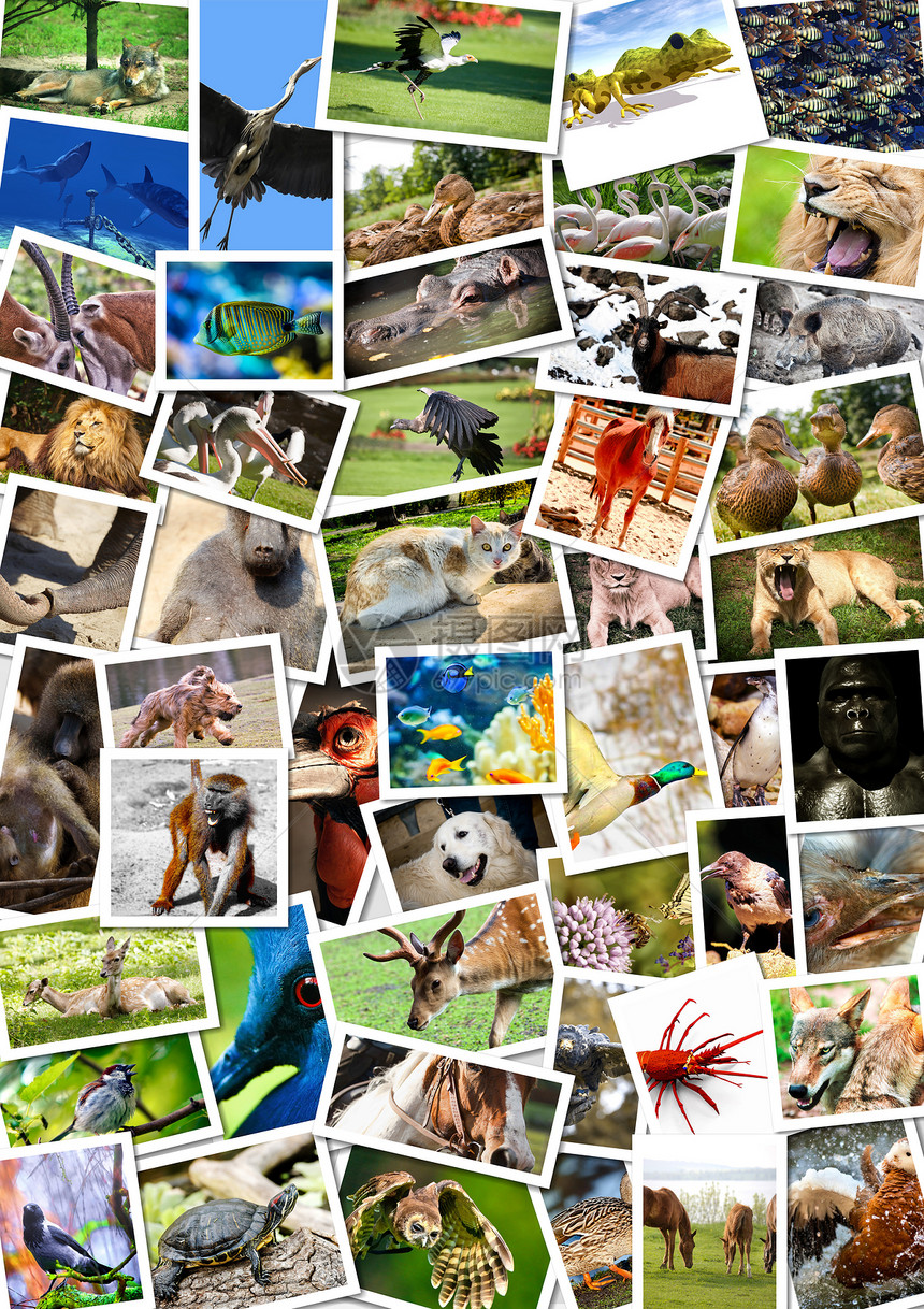 明信片上不同的动物拼贴荒野公园回忆拼贴画动物园文件夹剪辑食肉摄影生态图片