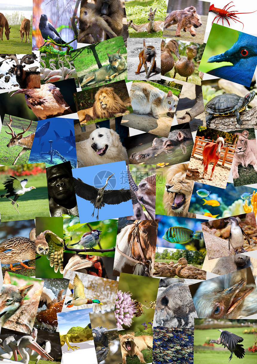 明信片上不同的动物拼贴野生动物动物园收藏假期哺乳动物团体文件夹摄影老虎拼贴画图片
