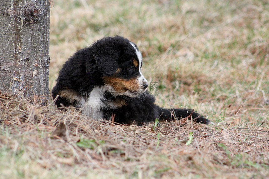 小狗伯尔尼山狗伴侣黑色犬类宠物血统衣领农场动物棕色白色图片