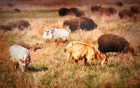 多德雷赫特田里的羊羊场地农家国家农村环境企业农田卷曲家庭咀嚼背景