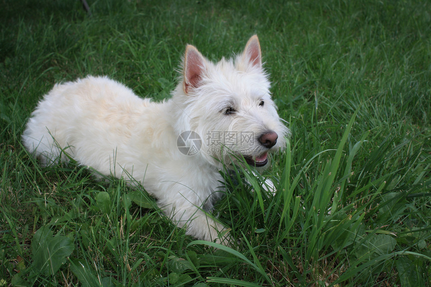 西高地白泰里尔猎犬犬类白色绿色宠物动物伴侣图片