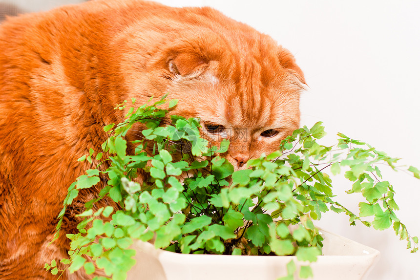 苏格兰折叠猫白色植物群宠物情感姿势植物动物水平食肉绿色图片