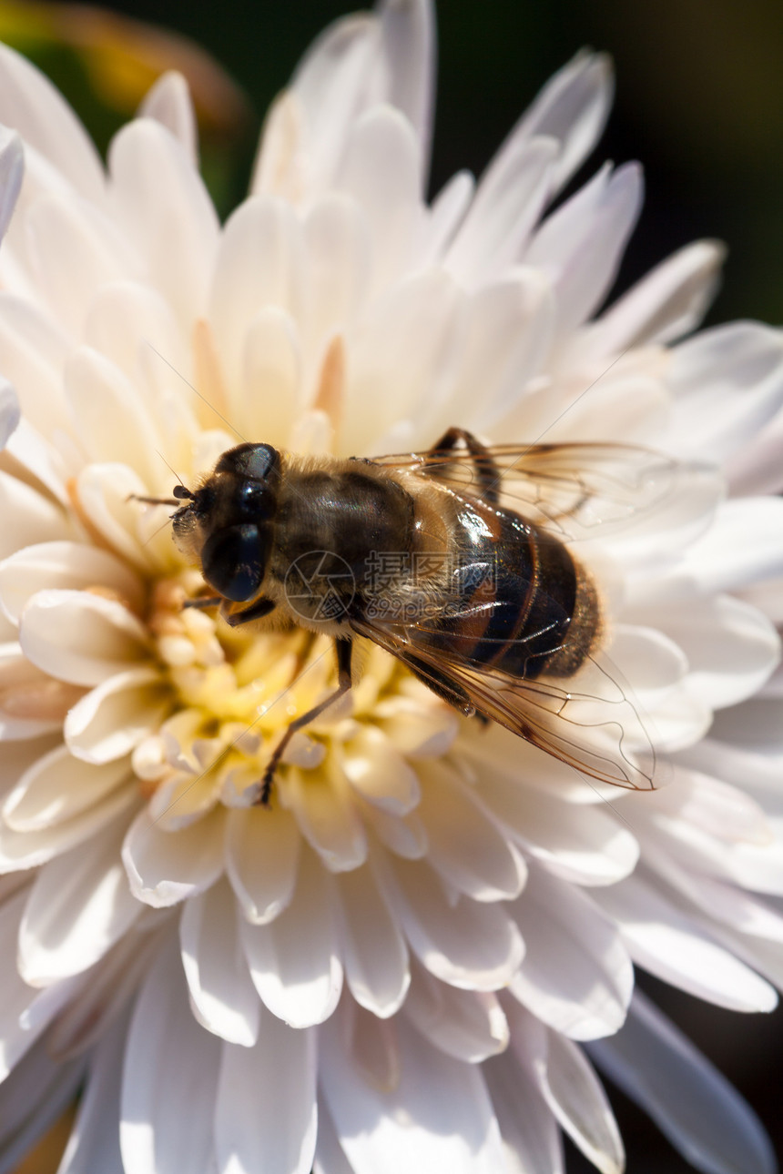 白菊花和蜜蜂图片