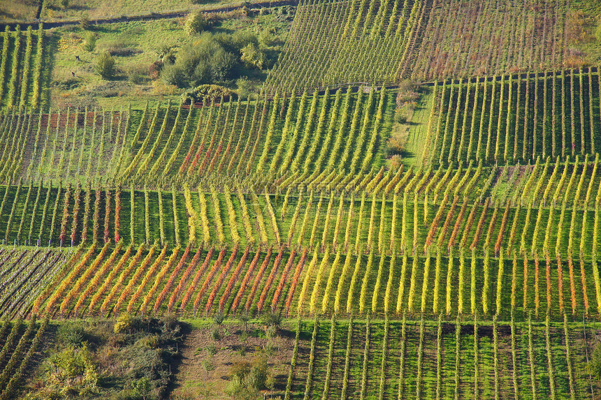 摩斯勒岛上有彩色葡萄园种植颜色栽培季节红色藤蔓黄色葡萄绿色落叶图片