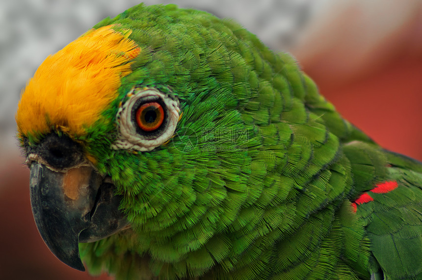 绿鹦鹉特写科塔情调金刚鹦鹉羽毛动物眼睛热带宠物黄色雨林图片