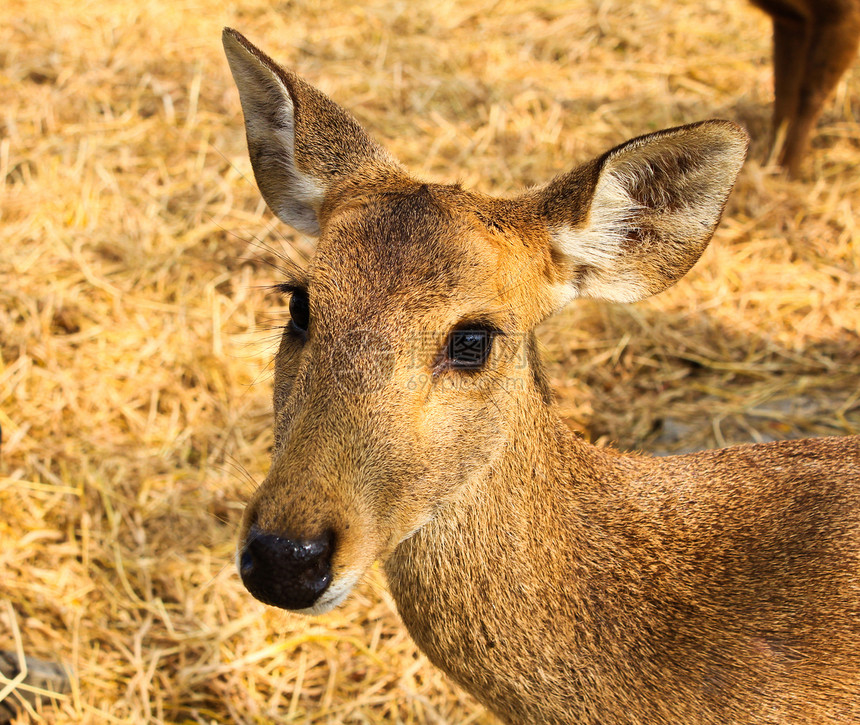 年轻鹿的肖像眼睛青年野生动物动物园斑纹哺乳动物荒野环境鹿肉动物图片