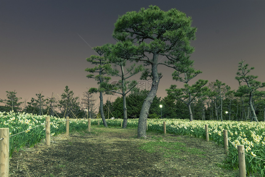夜间公园住民园景园艺季节生物栅栏场地文化风景水仙图片