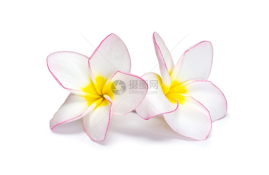 花朵freangipani温泉公园香味花园白色黄色花瓣气味卡片香水图片