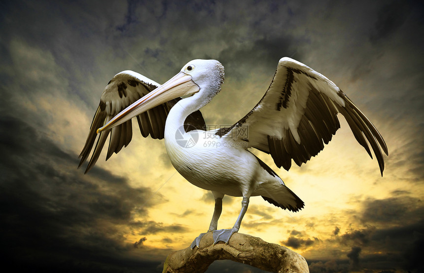 佩利卡休息沼泽地哺乳动物海鸟粉色翅膀监督眼睛黑色野生动物图片