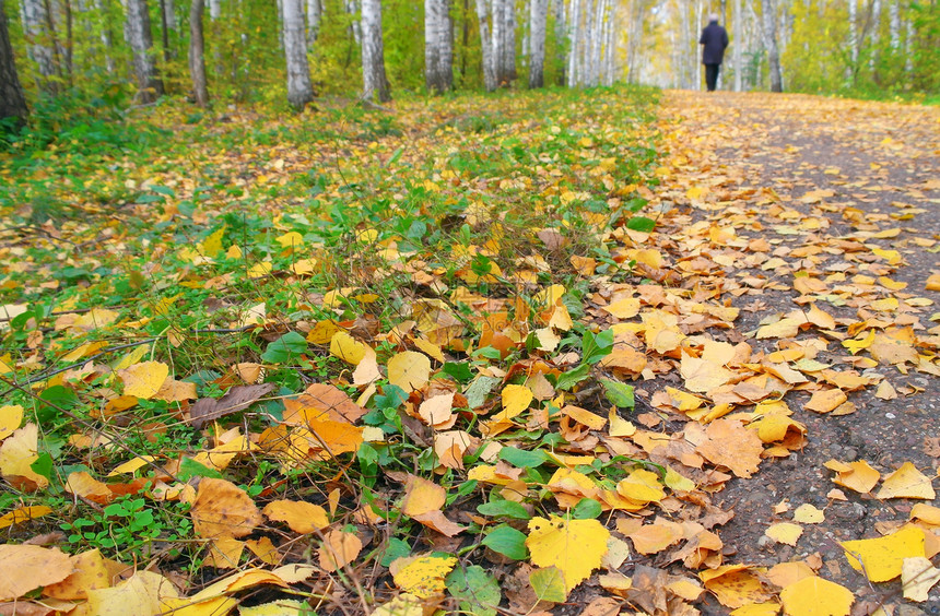 漫步在秋天的白树林中图片