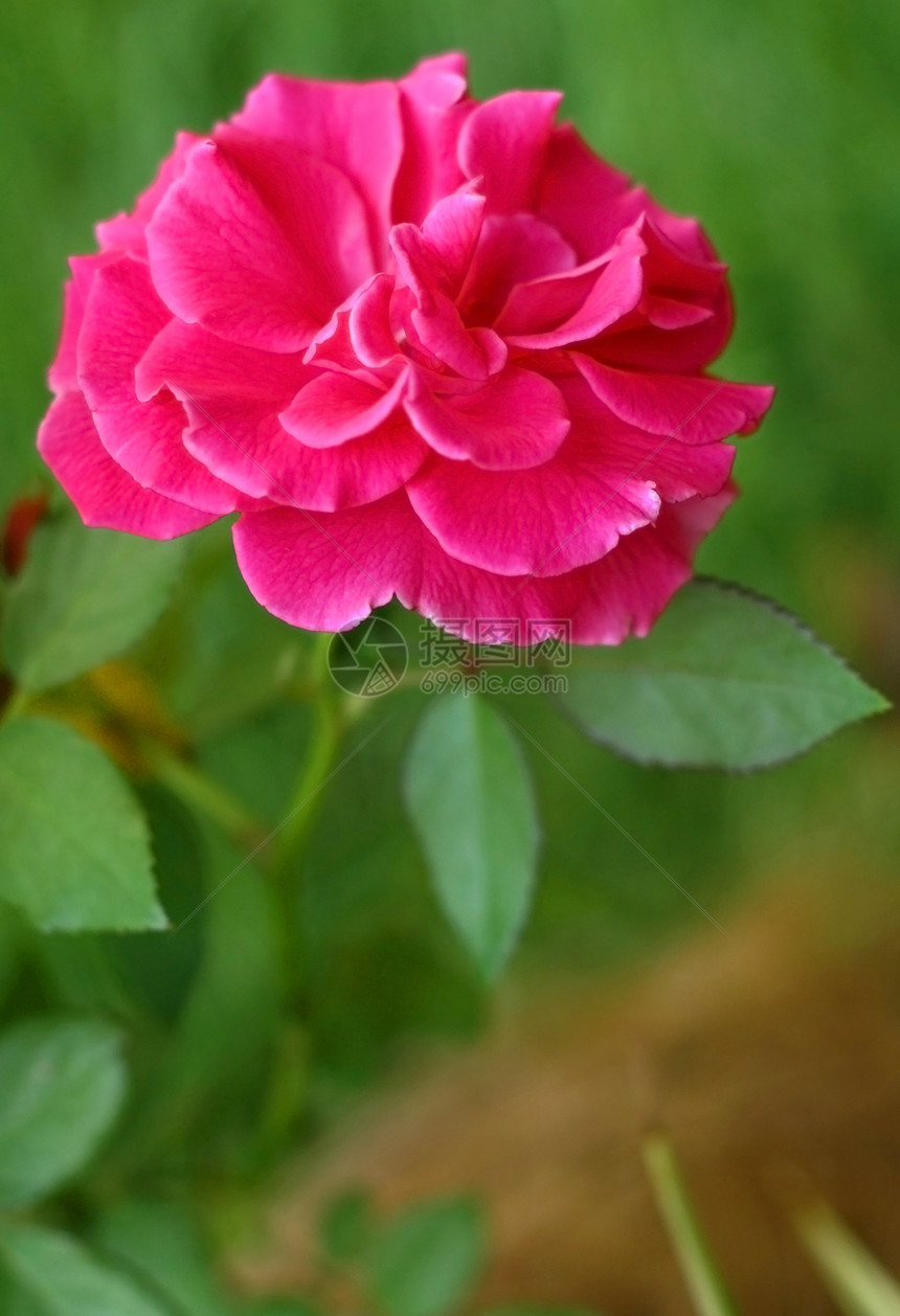 粉红玫瑰庆典植物叶子礼物婚礼明信片花朵花瓣卡片念日图片