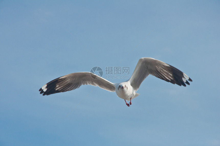 海鸥在蓝天空中飞翔海洋荒野野生动物翅膀钓鱼晴天鸟类飞行动物飞机图片