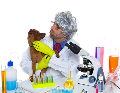 疯狂的书呆子科学家 愚蠢的兽医男人和狗在实验室调查显微镜小狗生物学大学化学家眼镜吉祥物管子样本背景图片