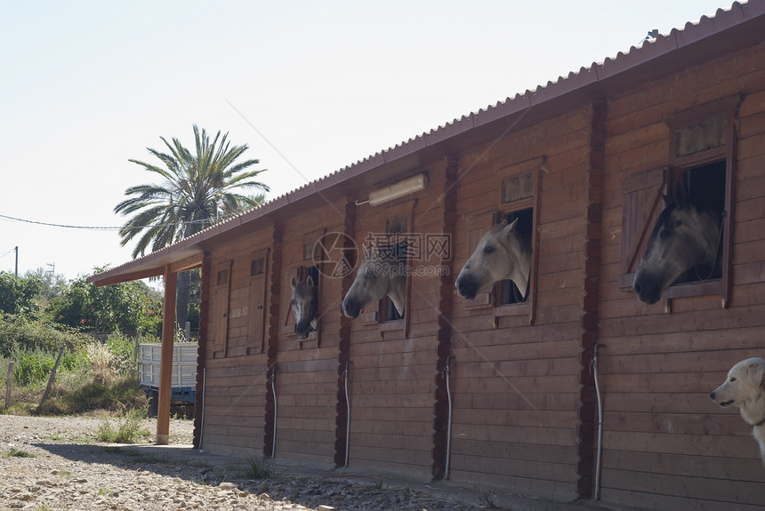 马厩里的马宠物盒子白色纯种马赛马水平牧场窗户木头小屋图片