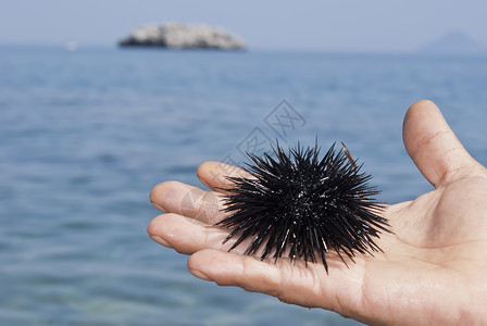 动物棘皮动物海洋人手的海胆一部分宏观食物异国野生动物美食岩石兄弟海滩身体背景