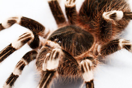 膝状藻美丽的蜘蛛白色漏洞野生动物艺术网络眼睛黑色宏观狼蛛动物背景
