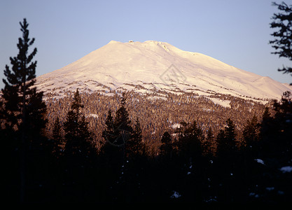 长绿森林的闪亮雪冠峰背景图片