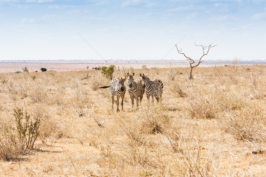 斑马望着摄像机白色大草原哺乳动物日落异国好奇心橙子国家动物野生动物图片