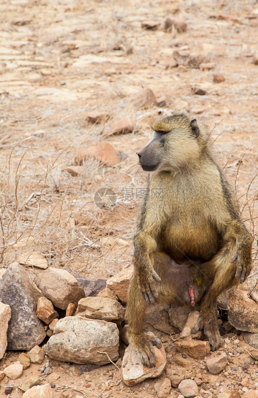 肯尼亚的Baboon狒狒棕色毛皮动物成人荒野橙子女性野生动物哺乳动物图片