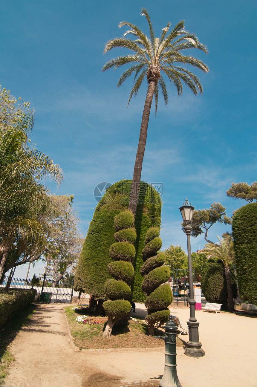 卡迪兹的棕榈树和椰子树植被绿地棕榈蓝色园丁公园设计师艺术绿色娱乐图片