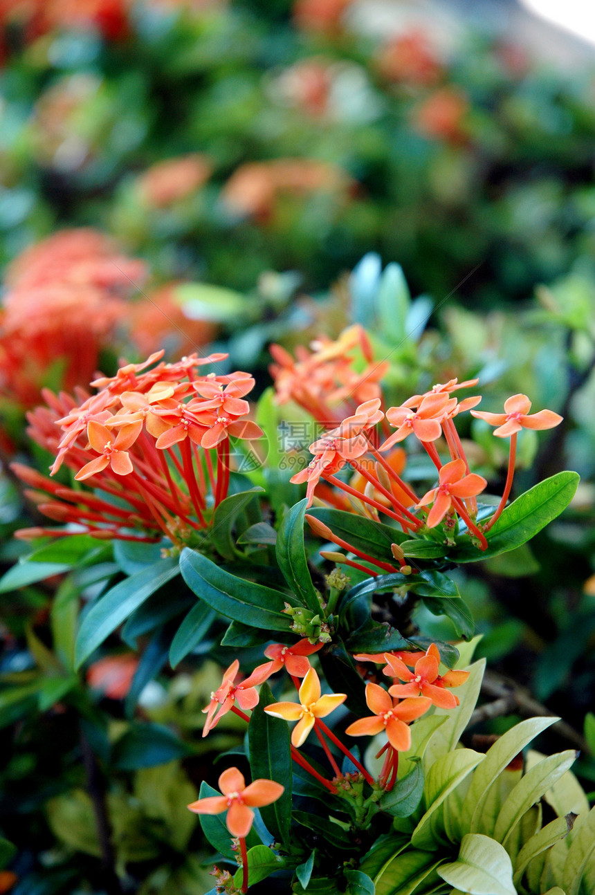 橙色花朵 阿索卡 萨拉卡阿索卡植物学植物群花园香气香水花瓣生长荒野宏观叶子图片