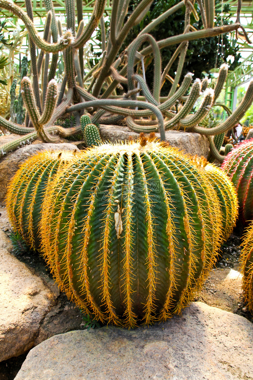 南诺诺赫热带植物园的巨型仙人掌 北巴塔亚公园荒野疼痛异国植物群损伤沙漠情调植物圆圈图片