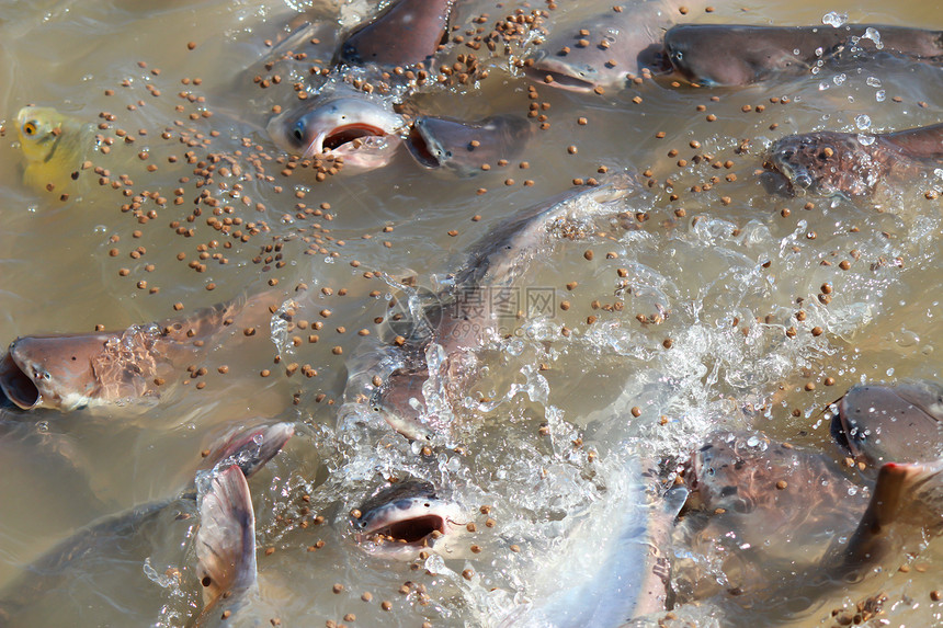 食用被剥除的鱼鲶鱼加工美食渔业旅行淡水钓鱼饮食市场食物图片